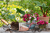 Mangoldpflanze im Topf, Blumenstrauß aus Zierapfelblüten und blühende Erdbeerpflanze beim Einpflanzen