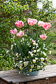 Planting tray of tulips (Tulipa) and horned violets (Viola Cornuta) on garden wall