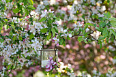 Flowering ornamental apple branches (Malus) with a lantern