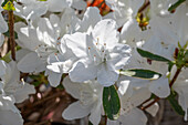 Weiße Rhododendronblüte (Rhododendron); Rhododendron obtusum, Diamant weiß