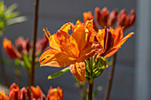 Orangefarbene Azalee (Azalea), Blütenportrait