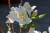 Gelbe Azalee, Schneegold, (Rhododendron luteum), Rhododendronblüte