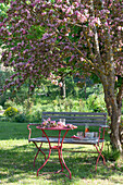Blühender Zierapfelbaum (Malus) 'Paul Hauber' und Sitzgruppe im Garten