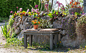 Garten-Stiefmütterchen (Viola wittrockiana) im Topf auf Bank vor Steinmauer mit Japanischer Azalee, Fächer-Ahorn, Bergenie (Bergenia) und \nSchleifenblumen