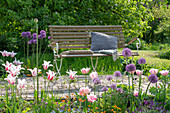 Tulpen (Tulipa) 'Marilyn' und Kugellauch (Allium) im Blumenbeet vor Gartenbank
