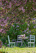 Blühender Fliederbusch (Syringa) und Zierapfel (Malus) 'Paul Hauber' im Garten mit Sitzecke