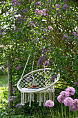 Allium in front of lilac bush (Syringa) and hanging chair in garden
