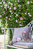 Garden bench with glasses on tray in front of flowering climbing rose (Rosa)