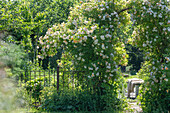 Strauch-Rose (Rosa multiflora) 'Ghislaine de Feligonde' als Torbogen im Garten