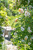 Tufted rose (Rosa multiflora) 'Ghislaine de Feligonde' in the garden