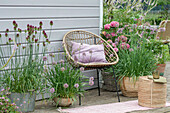 Kugellauch (Allium sphaerocephalon) und Hortensien (Hydrangea) und Ehrenpreis in Töpfen auf Terrasse