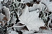 Ahornblatt mit Rauhreif im Winter