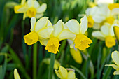 Narcissus Eaton Song