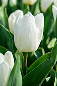 Tulpe (Tulipa) 'White Prince'