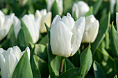Tulipa White Prince