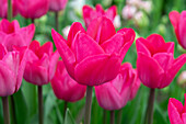 Tulipa Roussillion