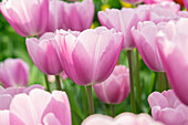 Tulpe (Tulipa) 'Argos'