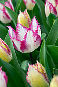 Tulpe (Tulipa) 'Passion Play'