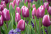 Tulpe (Tulipa) 'Synaeda Blue'
