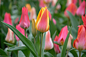 Tulpe (Tulipa) 'Winnipeg'