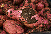 Freshly harvested sweet potatoes with soil