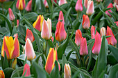 Tulpe (Tulipa) 'Fun Colours', Mischung