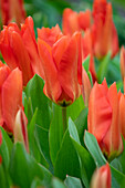 Tulpe (Tulipa) 'Parc View'