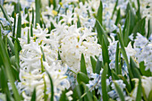 Hyazinthe (Hyacinthus) 'White Pearl', Puschkinie (Puschkinia scilloides var. Libanotica)