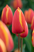 Tulpe (Tulipa) 'Worlds Beauty'