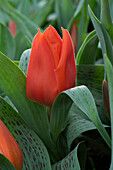 Tulpe (Tulipa) 'Giant Orange Sunrise'