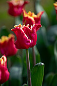 Tulpe (Tulipa) 'Elegant Crown'