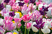 Tulipa mix