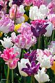 Tulipa mix