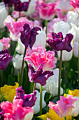 Tulipa mix