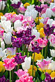 Tulipa mix