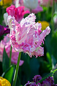 Tulpe (Tulipa) 'Cabanna'