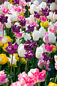 Tulipa mix