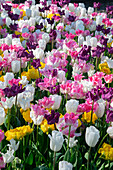 Tulipa mix