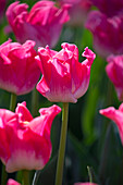 Tulpe (Tulipa) 'Crown of Dynasty'