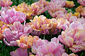Tulpe (Tulipa) 'Pink Star'