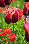 Tulpe (Tulipa) 'Muvota'