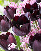 Tulpe (Tulipa) 'Fringed Black'