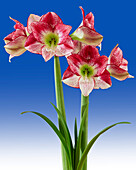 Hippeastrum Flamenco Queen