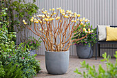 Japanische Papierbusch (Edgeworthia chrysantha) 'Grandiflora'