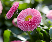 Gänseblümchen (Bellis perennis) 'Tasso', rosafarben
