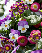 Hornveilchen (Viola cornuta) 'Persian Wing', Gänseblümchen (Bellis perennis) 'Bella Rose', Echte Schlüsselblume (Primula officinalis, syn. veris) 'Little Queen' Violet
