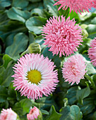 Gänseblümchen (Bellis perennis) 'Bam Bam', rosafarben