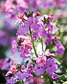 Schöterich (Erysimum linifolium) 'Sunstrong Violet'