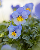 Garten-Stiefmütterchen (Viola wittrockiana) 'Cool Wave F1 Blue Skies'