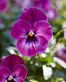 Garten-Stiefmütterchen (Viola wittrockiana) 'Cool Wave F1 Raspberry'